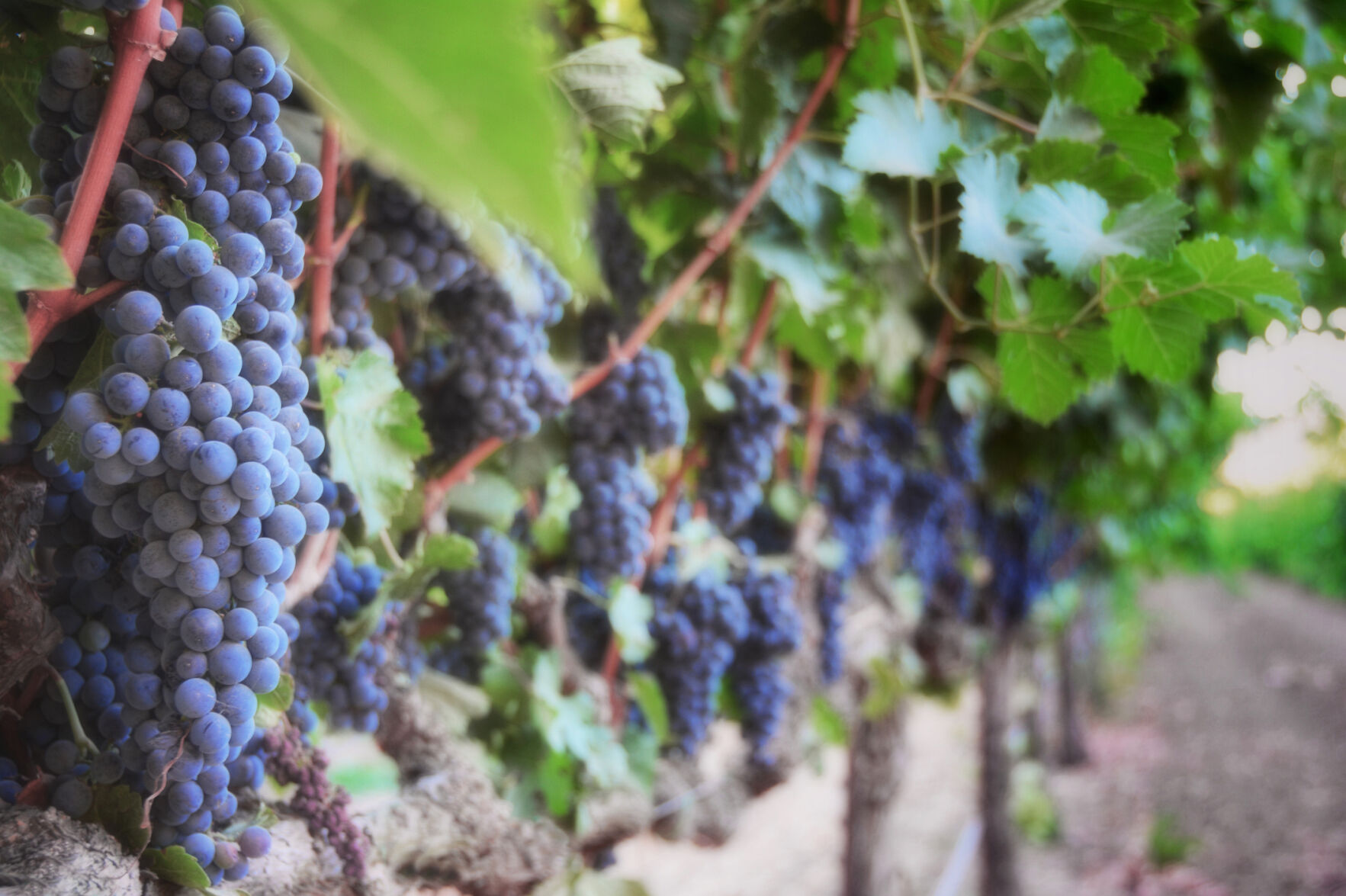 Vineyard